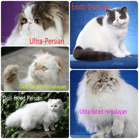 The Different Types Of Persian Cat Breeds