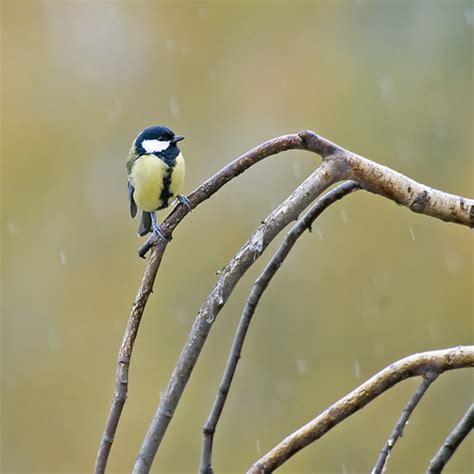 Noise Pollution Ruins The Sex Life Of Tits Grist