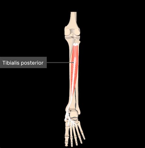 Tibialis Posterior Muscle Origin And Insertion