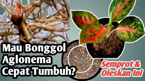 Cara Menanam Bonggol Aglonema Agar Cepat Tumbuh Tunas Baru Cara