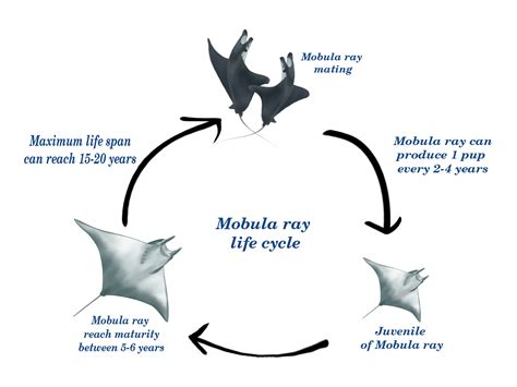 Mobula ray population status : Growth, Productivity, Mortality