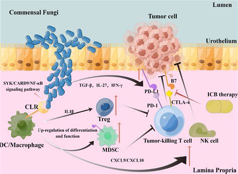 Frontiers Antifungal Immunity Mediated By C Type Lectin Receptors May