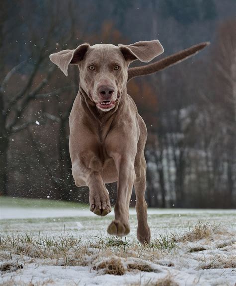 Weimaraner Dog Breed Information Center A Complete Guide