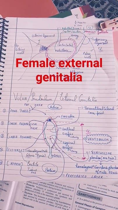 Class 12 Female External Genitalia Human Reproduction Youtube