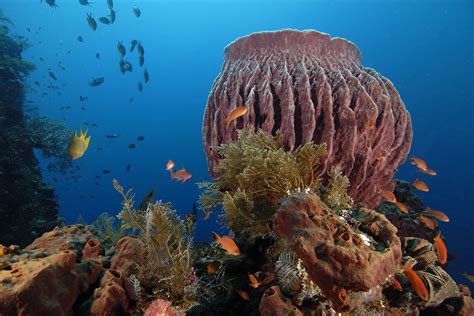 Where to Find the Best Coral Reefs Around Bali