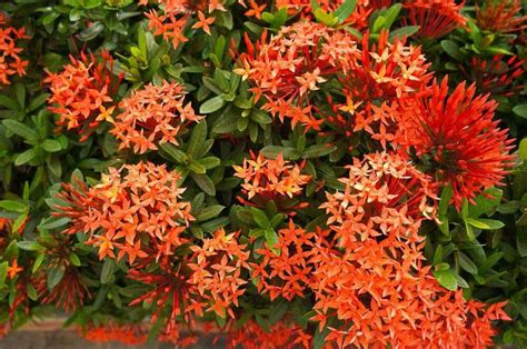 Dwarf Ixora Plant Care Growing Guide Hobby Plants