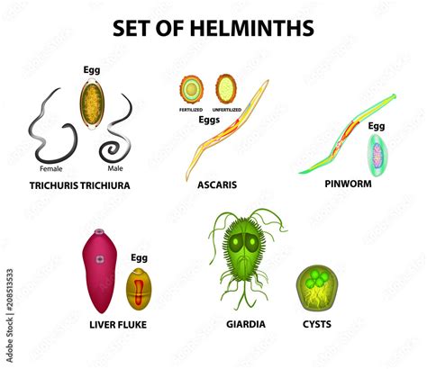 Set Of Helminths And Their Eggs Worms Hepatic Fluke Hepatic