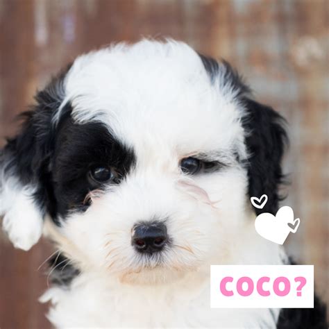100 Popular Spanish Dog Names And Meanings Pethelpful