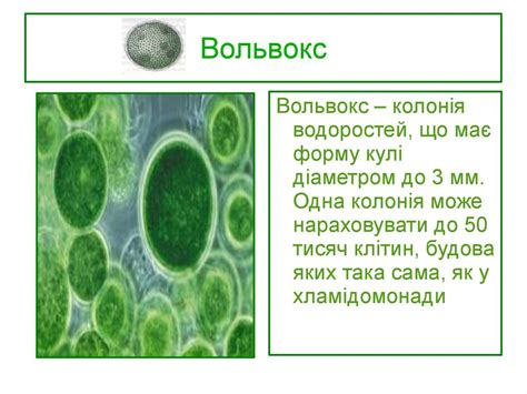Нижчі рослини. Царство Рослини - презентация онлайн