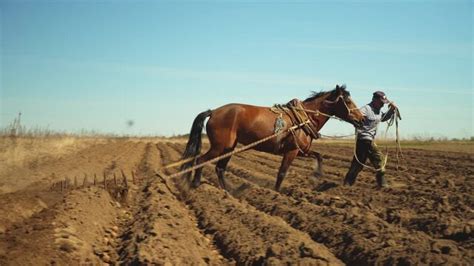 Horse.plow Images – Browse 4,059 Stock Photos, Vectors, and Video ...