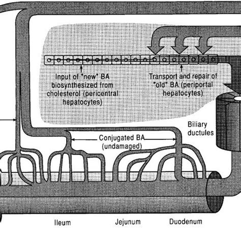 A More Complex View Of The Enterohepatic Circulation Emphasizing Download Scientific Diagram