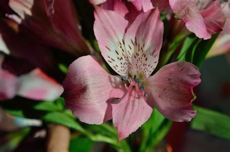 Peruvian Lily Alstroemeria Lily of the Incas Front View Stock Image - Image of exotic, color ...