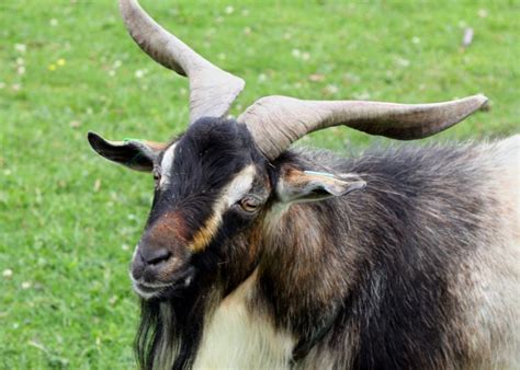 Arapawa Goats: Everything You Need To Know About This Rare Breed