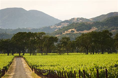 30 Napa Valley Vine Trail Stock Photos Pictures And Royalty Free Images