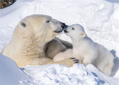 Adorable Polar Bear Cub Waves At The Camera In Breathtaking Snaps The