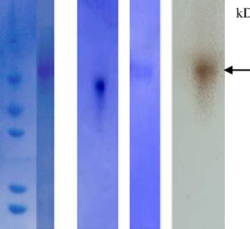 Sds Page A Native Page B And Zymogram C Of The Purified Laccase