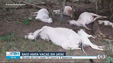 Raio Mata 17 Cabeças De Gado Em Fazenda De Jataí Goiás G1