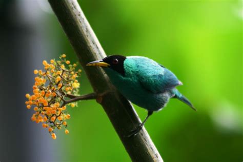 Bosque del Arenal Observación de Aves y Tour Fotográfico GetYourGuide