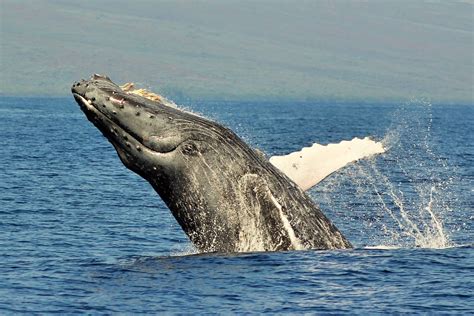 Whale watching from Lahaina is the best. - Hawaii Ocean Rafting