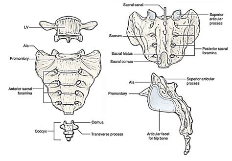 Easy Notes On SacrumLearn In Just 4 In 2023 Anatomy And