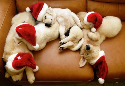 Mindless Mirth: Christmas Puppies