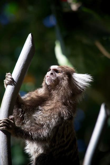 Premium Photo Close Up Of Monkey Looking Away