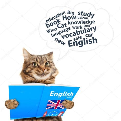 Funny Cat Is Learning English — Stock Photo © Funnycats 80421368