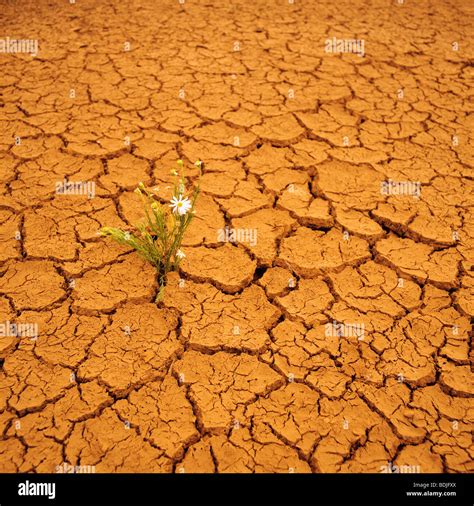 De Plus En Plus De Fleurs Sauvages Dans Les Zones Arides Cracked Earth