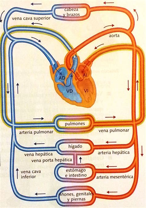 Cmc Biomed Circulaci N Sangu Nea