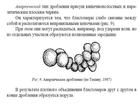 Процесс дробления клетки - презентация онлайн