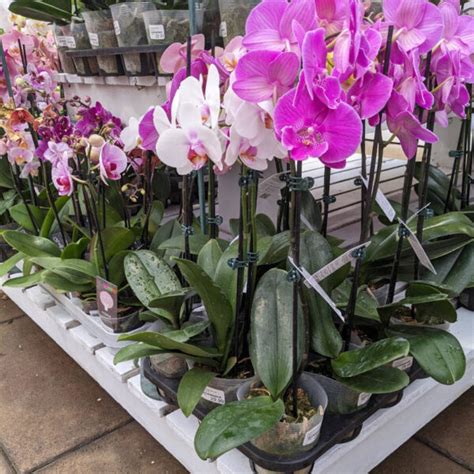 Orchid E Phalaenopsis Jardins Zeillinger Botanix