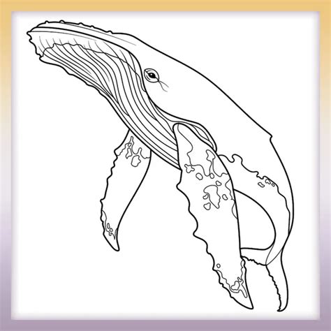 Humpback whale – Coloringbook.pics