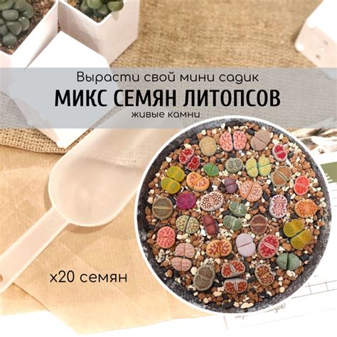 Литопсы (Живые камни) Lithops10,. - купить по выгодным ценам в интернет ...