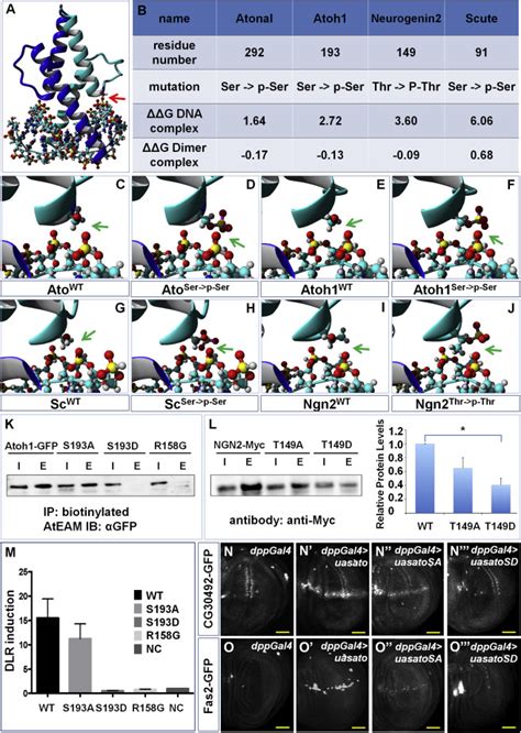 Post-translational Control of the Temporal Dynamics of Transcription ... 
