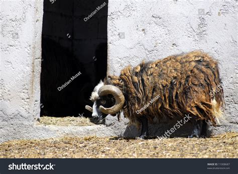 Angora Sheep Stock Photo 11008687 Shutterstock
