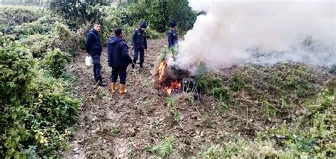 पर्साको सखुवाप्रसौनीमा चार कठामा लगाइएको गाँजा खेती प्रहरीद्वारा नष्ट