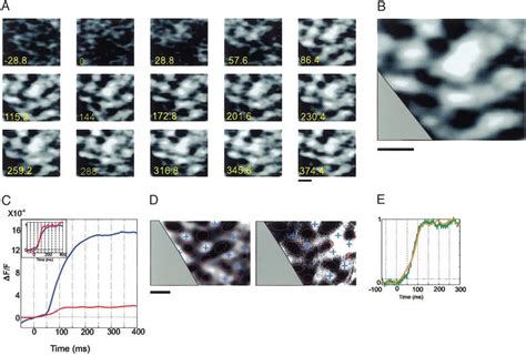 Dynamics Of Orientation Maps A Real Time Development Of Orientation