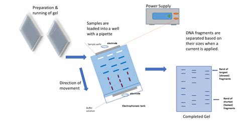 What Is Gel Electrophoresis Explain How DNA Fragments Are Separated