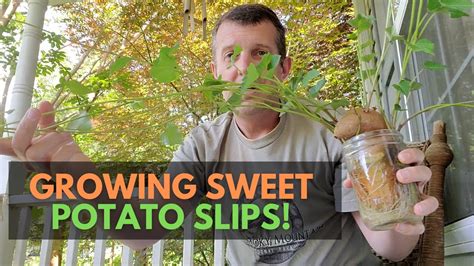 How To Make Sweet Potato Slips From Sweet Potatoes Youtube