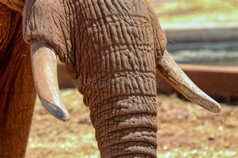 Close Up Of An Elephant`s Ivory Tusk And Trunk Stock Photo Image Of