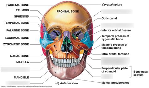 Anterior View Of The Skull Diagram Quizlet