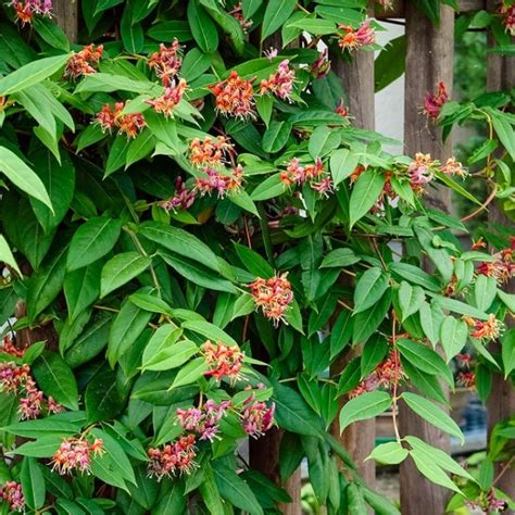 Honeysuckle Large 4 5ft Specimen Plant Lonicera Henryi Evergreen