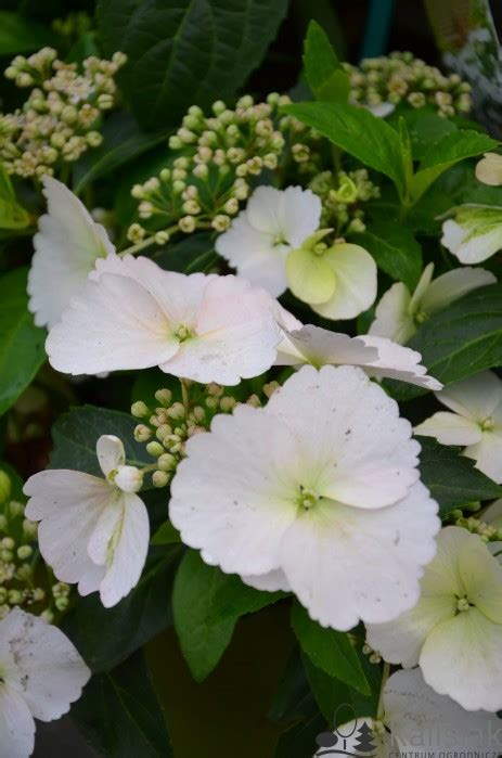 Hydrangea RUNAWAY BRIDE Snow White Hortensja