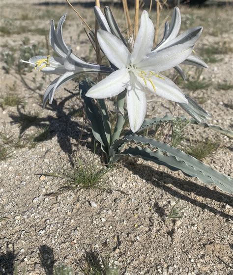 Blooming Desert Lily