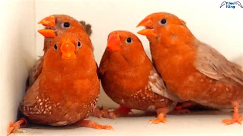 Full Body Orange Zebra Finch Triple Orange Zebra Finch YouTube