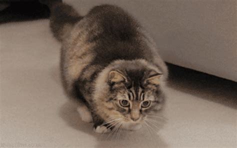 Гифки со смешными котиками. Более 110 GIF анимаций