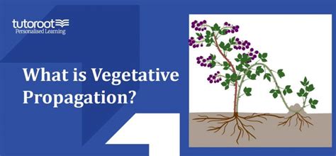 What Is Vegetative Propagation Definition Types