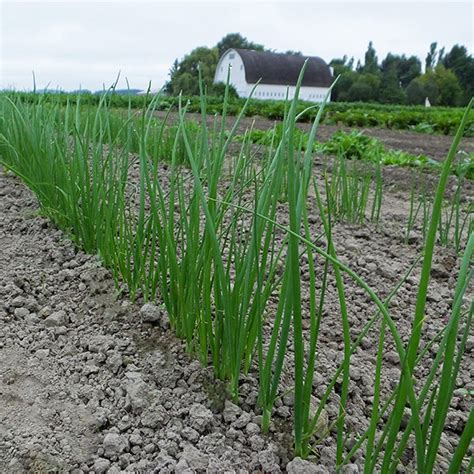 Fukagawa Untreated Onion Seeds Osborne Farm Seed Supplier