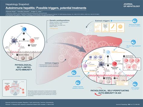 Autoimmune Hepatitis Possible Triggers Potential Treatments Journal