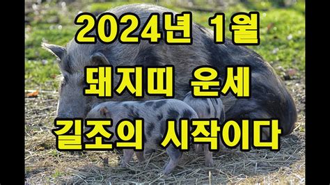 2024년 1월 돼지띠 운세 30세 42세 54세 이제 길조의 시작이다 Youtube